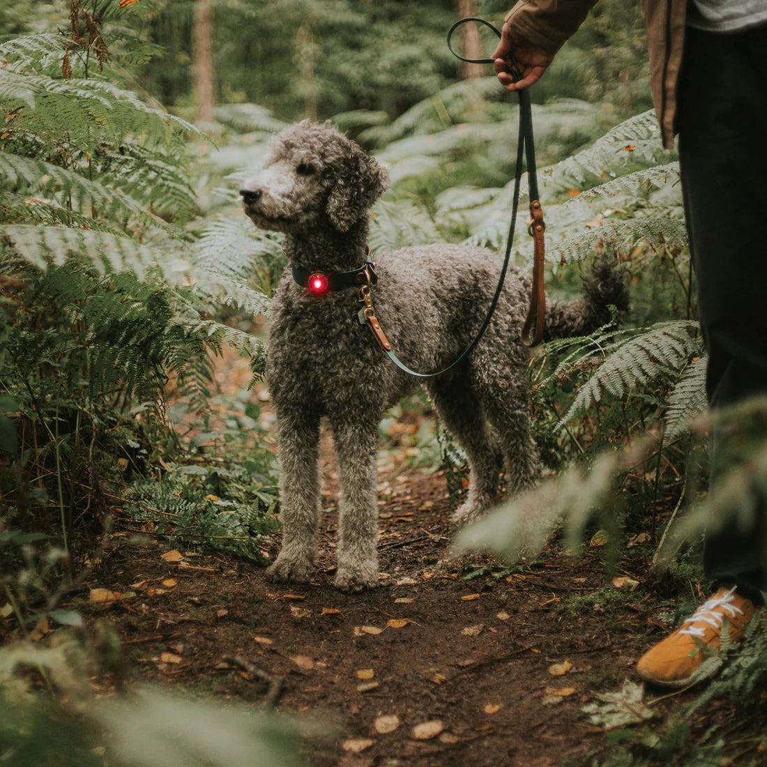 Pack Up Pup Collar Light