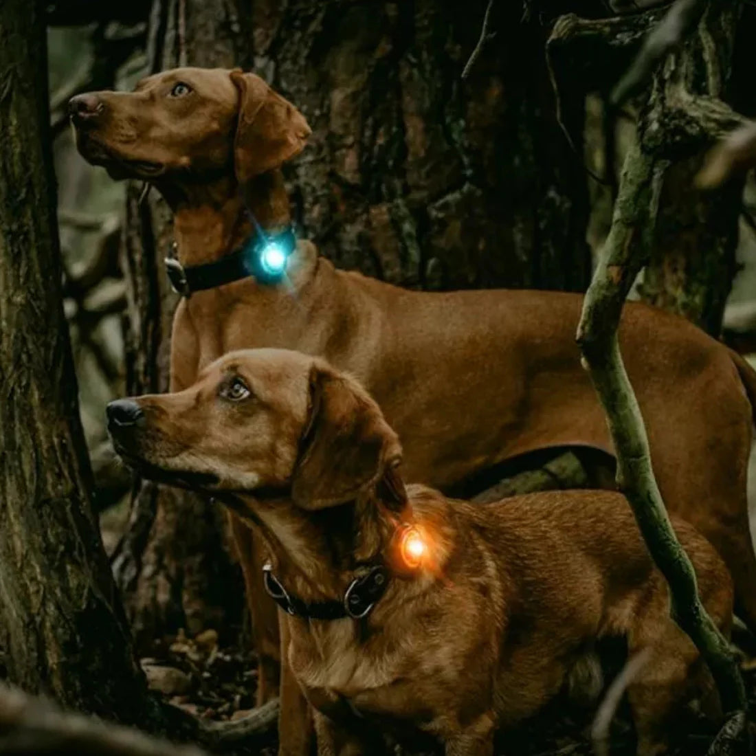 Pack Up Pup Collar Light